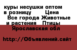 куры несушки.оптом 170 в розницу 200 › Цена ­ 200 - Все города Животные и растения » Птицы   . Ярославская обл.